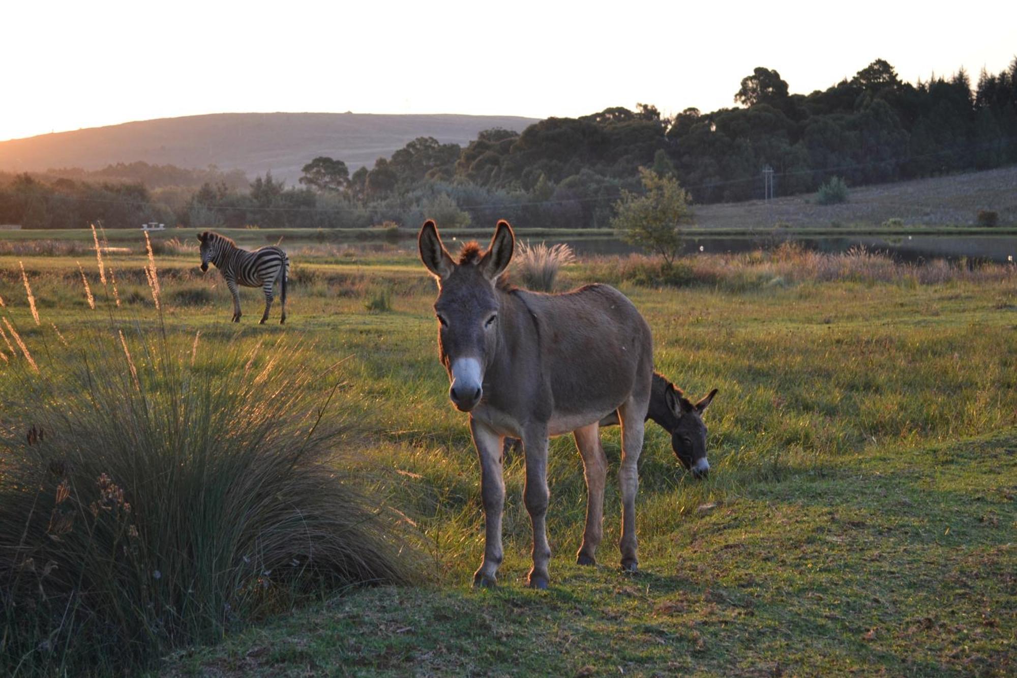 Remi Lodge Dullstroom Exterior foto