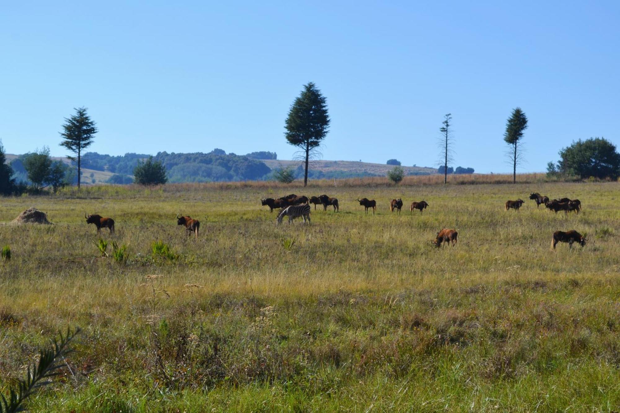 Remi Lodge Dullstroom Exterior foto